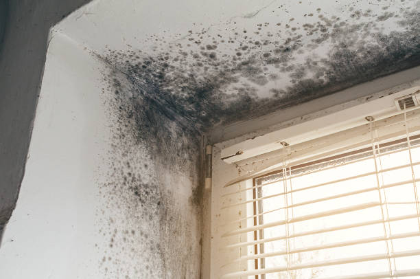 Trusted Attic Mold Removal service in Halifax, VA - Cheap Mold Removal